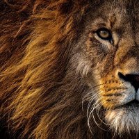 0xLion (@0xlioncrypto) 's Twitter Profile