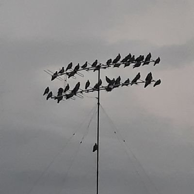 ArrosConPoyo's profile picture. 