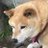 いつも犬から(改名)のアイコン