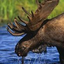 Neil Mortimer - @moose1036 - Twitter