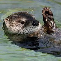 OtterGotWater (@arrff15) 's Twitter Profile