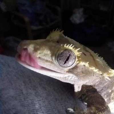 Lizard of the Day!さんのプロフィール画像