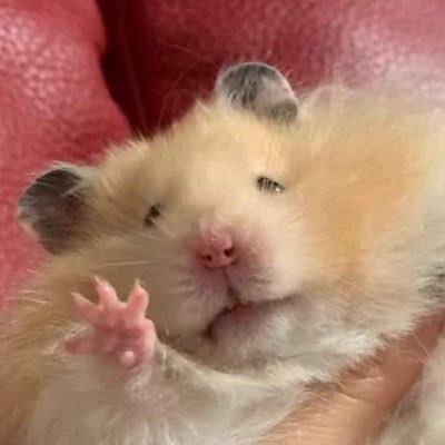 samdizzlerr's profile picture. 