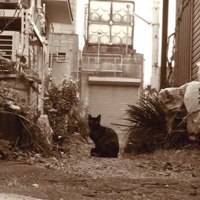 FRANCES_227's profile picture. 新参王国民です！ 無言フォロー失礼します！