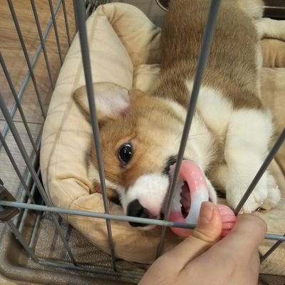 愛犬コーギー「月丸」のこと、最近ハマってる「ちいかわ」のことなど呟いてます。☺プチちい活してます😊✨