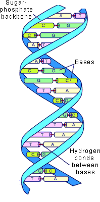 DNALearning's profile picture. EVERYTHING related to DNA !