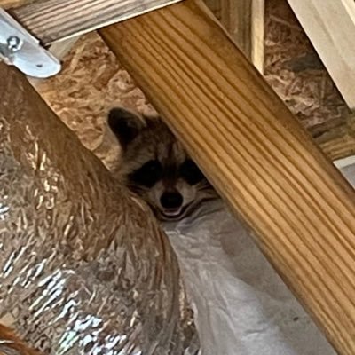 fastfoxy91's profile picture. I had fun once, it was horrible!