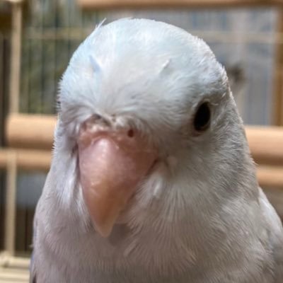 クニクニ🐦さんのプロフィール画像