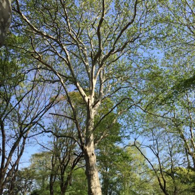 usagineko4's profile picture. ねこ