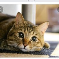 たけ (@ringorinmedical) Twitter profile photo