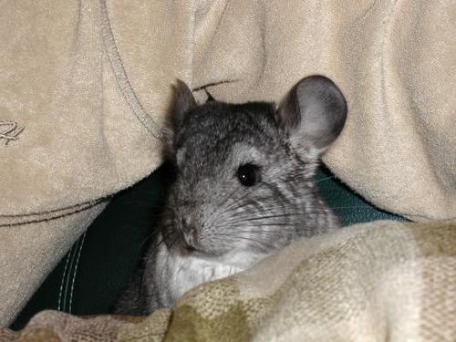 Lynnschins's profile picture. 