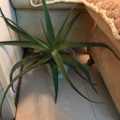 yuefengzhe's profile picture. 