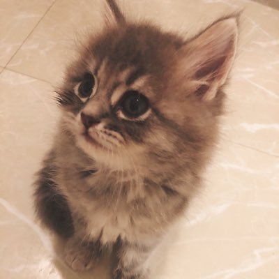 NW2X66Xk1X3Izmg's profile picture. 癒しを求めてないのに癒してくるねこのアカウント。 癒されたいひとにお裾分けして世界平和につなげたい。