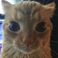PingAn เอ็นดู น้องอ้วนซนๆ (@pingang7822) 's Twitter Profile Photo