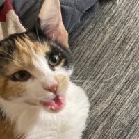 Kat (@v1rtualkat) 's Twitter Profile