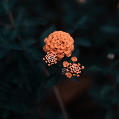 moeldjanee's profile picture. happiness seeker, galau-er, moody, unstable, lost soul, daydreamer