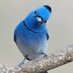 🇵🇸🇵🇸 🇵🇸 Encik Blue Bird 🇵🇸🇵🇸🇵🇸 (@En_Blue_Bird) Twitter profile photo