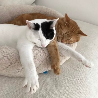 死ぬまでに一度オーロラをみたい‼︎そんな事を願う平凡な4人家族+猫、うさぎ、ハムスター、ウーパールーパー、サンショウウオ、イモリ、カエル、カタツムリ、クワガタ、カブトムシetc...飼ってます最近は昆虫採取ばっかりいってます❀.(*´ω`*)❀.無言フォロー大歓迎♡仲良くしてください🙌♥️ 🏠関西在住♡