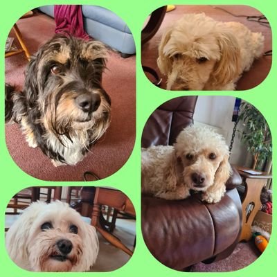 Cazzycool's profile picture. 