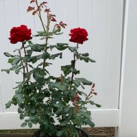 SM (@sugaysm) 's Twitter Profile Photo