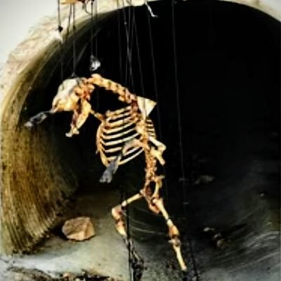 DumbFreakshow's profile picture. Your friendly neighborhood Freak.