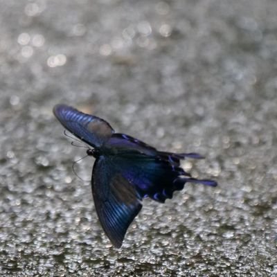 青井うお𓆙ᗦ↞︎◃︎さんのプロフィール画像