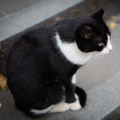 ぺれふぉと(･∀･)さんのプロフィール画像