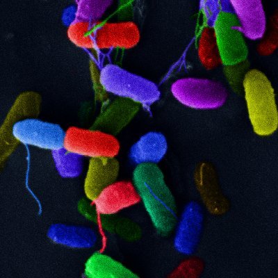 Microbial phenotypic heterogeneity