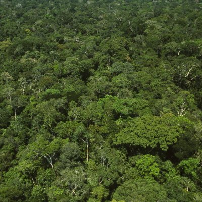 PIF_CI's profile picture. conserver, augmenter le stock forestier
et améliorer les moyens de subsistance des communautés dépendantes de la forêt dans les zones
cibles.