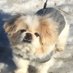 A. Lykke 🐶✨💫🌟 (@lykkeaniki) Twitter profile photo A. Lykke 🐶✨💫🌟 (@lykkeaniki) Twitter profile photo
