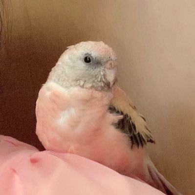 笛吹きセラピストのプライベートアカウント。コロナのパンデミックを機にインコ5羽を飼ってます♡カッパと同じ趣味🐎も増え益々人生珍道中✨ #アキクサインコ #セキセイインコ #乗馬