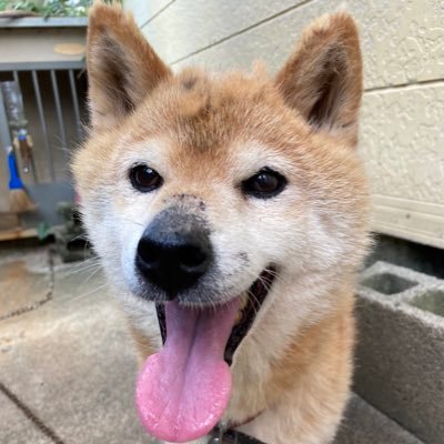 柴犬ふく子15歳メス回転寿司 東京 ヤクルトスワローズファンカマキリ好きオネエの懸賞好き当選報告お知らせしますねえ。副業の情報やエロはいりません作曲家筒美京平先生の楽曲オンエア情報お知らせします。無言フォロー大歓迎無言フォロー失礼します。