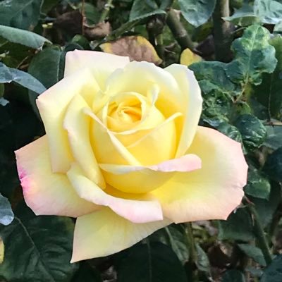 107Miyabi's profile picture. 