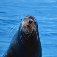 しの (@a6h77p) 's Twitter Profile Photo