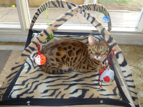 BengalCatsAU's profile picture. We are a small cattery in Adelaide South Australia, We aim to produce kittens with amazing marking and excellent features.