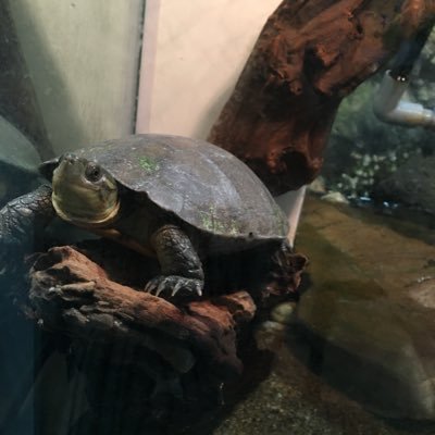 めさんのプロフィール画像