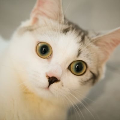 猫咪控，互联网工作者