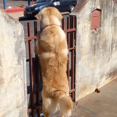 bifinho11's profile picture. 