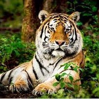 AdelphiTigers Profile