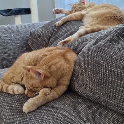 FuchseDie's profile picture. Zwei verfressene Füchse im Katzenpelz, Simba & Garfield. Mama @Caro_w__ s Lieblingstypen
#noAFD
#proKitekat