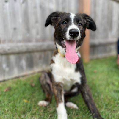 vewalker's profile picture. She/her. Nurse. Dog mom to Justin and Janet(↖️)