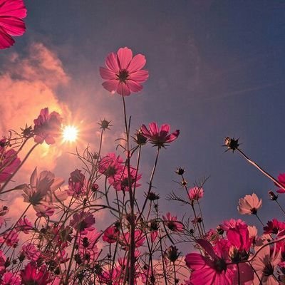 Safiyyah_M_'s profile picture. 