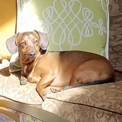 hawkhawkhawk13's profile picture. ALS daughter. HATE TRUMP &GOP. Potty mouth. No sorrys. Retired Old Lady. Doxie & Kitty mom. Wife! NO DM's. Tiny house. Pets #1. FUCK Trump. RESIST!!🌊🌊🌊