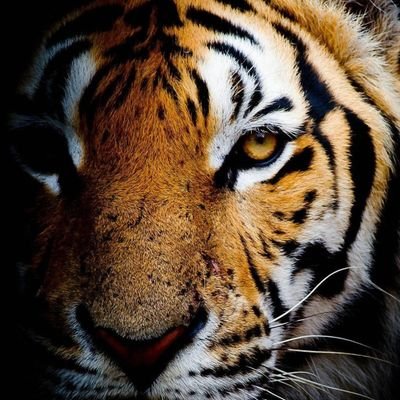 Bagas_Acheel's profile picture. Simple and calm