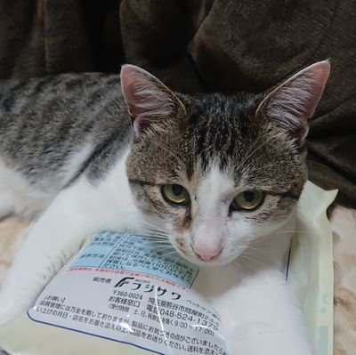 t05me86's profile picture. ライブと漫画とアニメがこよなく大好き腐りきった三十路っ子(*￣ー￣)✨ 
BL、TL、少年少女、百合に成年なんでも大好き!!私の栄養(//∇//)💕
yasuくんの為なら東西南北どこへでも🎵早く戻ってきてほしいなぁ………o(T□T)o
我が家のお猫なアイドル様に毎日振り回されてます(・・;)💦