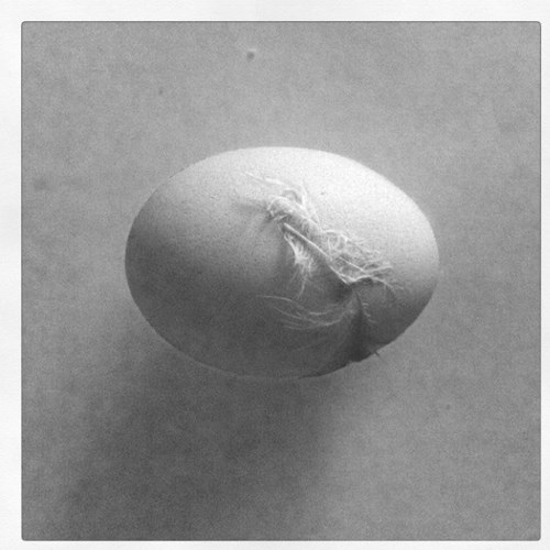 eggmablowtorch's profile picture. Bird Nerd.