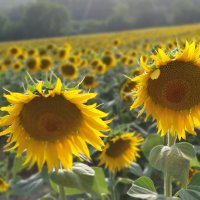 Sheila (@sunflowercent) 's Twitter Profile
