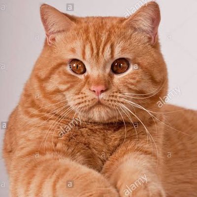 Gustavo97765974's profile picture. Liberal y Ateo . Creo mucho en la ciencia 🔬 y amo las buenas conversaciones.