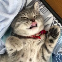 にこもあ (@kaotan88) 's Twitter Profile Photo