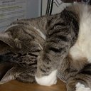 cathy kittrell - @azkittcat - Twitter